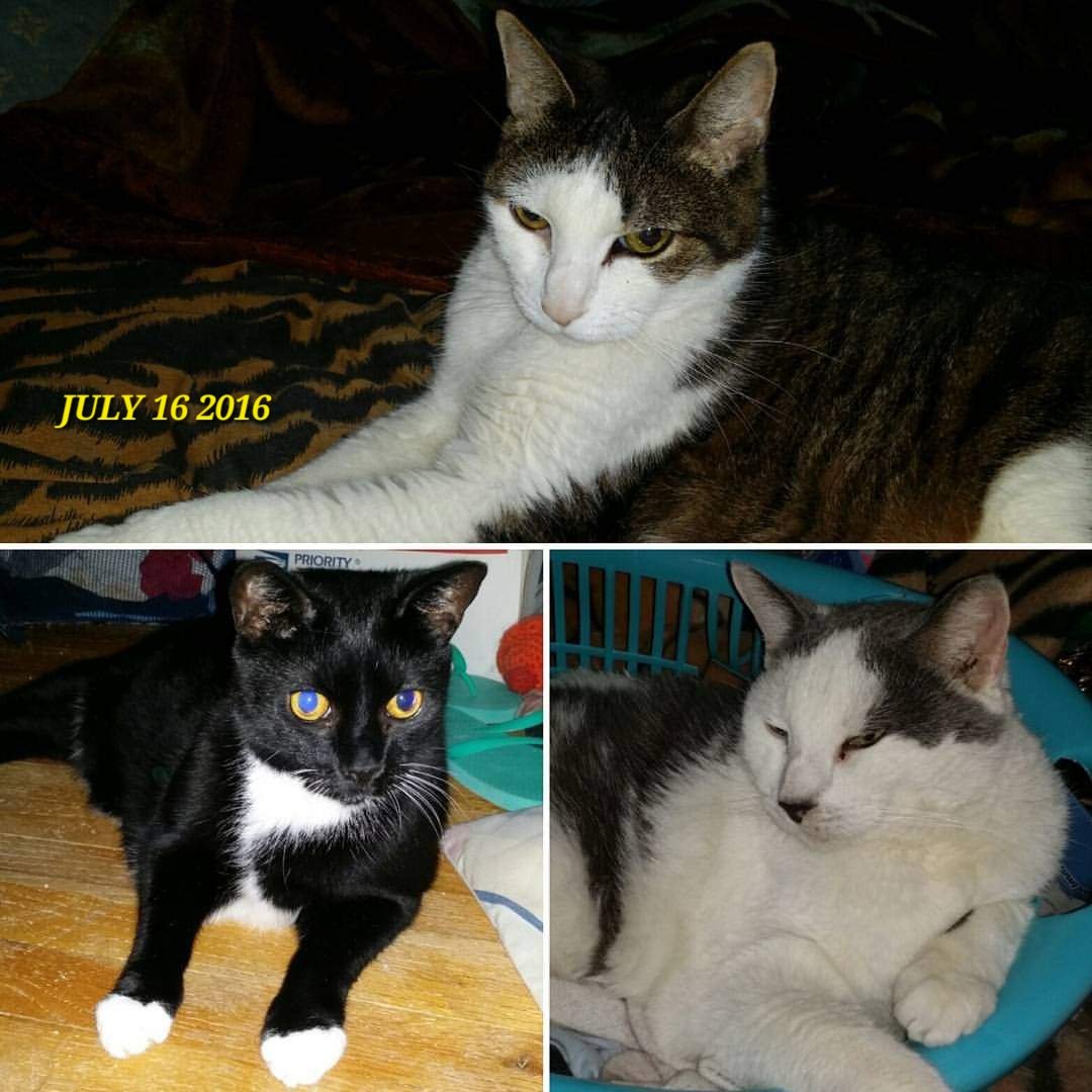 CatCheezeburger's tweet photo. #TabbyTuesday Memory
July 16, 2016
🌈Tony Cat (top)
🌈Cheezeburger (left)
🌈Mr. Jingles (right)
🌈Cheeseburger
#catoftheday
#TonyCat
#MrJingles #CheezeburgerTheCat
#CheeseburgerTheCat
#CatsOfTwitter
#RainbowBridge https://t.co/22M0aeguAs