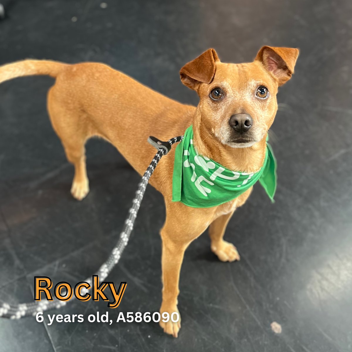 Stanislaus Animal Services Agency tweet media
