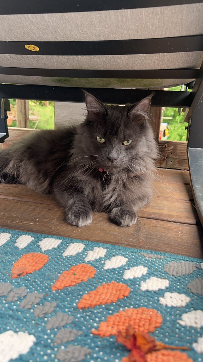 StoverLisa's tweet image. Cats are so unappreciative of nail trims. Here’s Calvin’s “thank you” face.