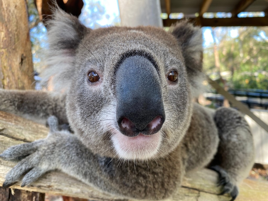 Not to be "Nosey" 👃🏼

But how sweet is Basil, he was wanting to know if the rest leaf ad arrived for him. 🐨

If you would like to adopt a Basil or any of his furry friends, please click the link below. ⬇️⬇️
portstephenskoalas.com.au/adopt/

#Koala #Portstephenskoalahospital #conservation