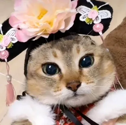 toletole_solana's tweet photo. teh fanciest kitty on @solana? 🐱

$TOLE https://t.co/57ghkOAuNq