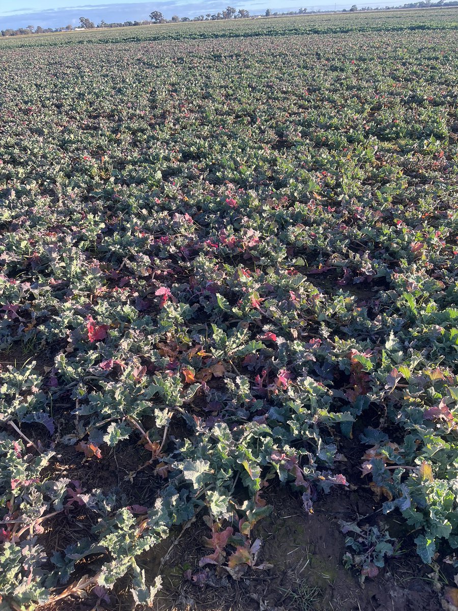 Poor old 970 canola.  It’s got the winter purples!  Lambs are off and 200kg/ha urea SoA blend should cheer it up!