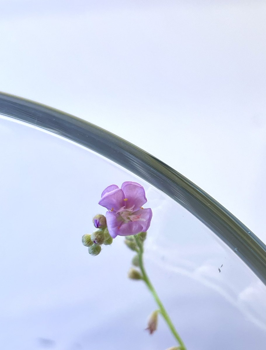 咲いてくれました😍
蕾も開花後もかわゆい😍
#食虫植物
#ドロセラパラドクサ
#Dorosera_paradxa