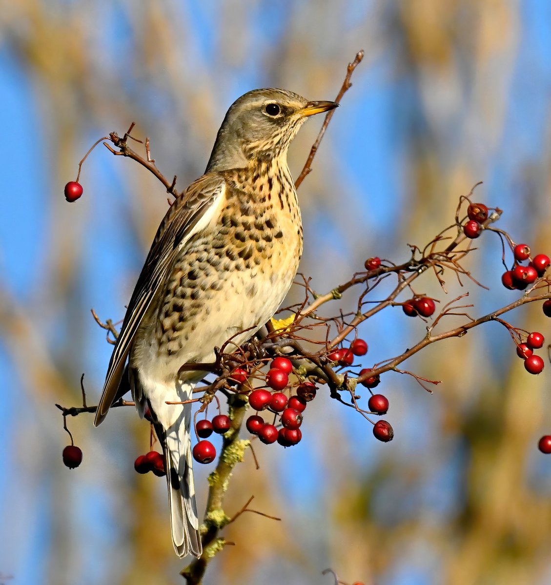 Carl Bovis tweet media