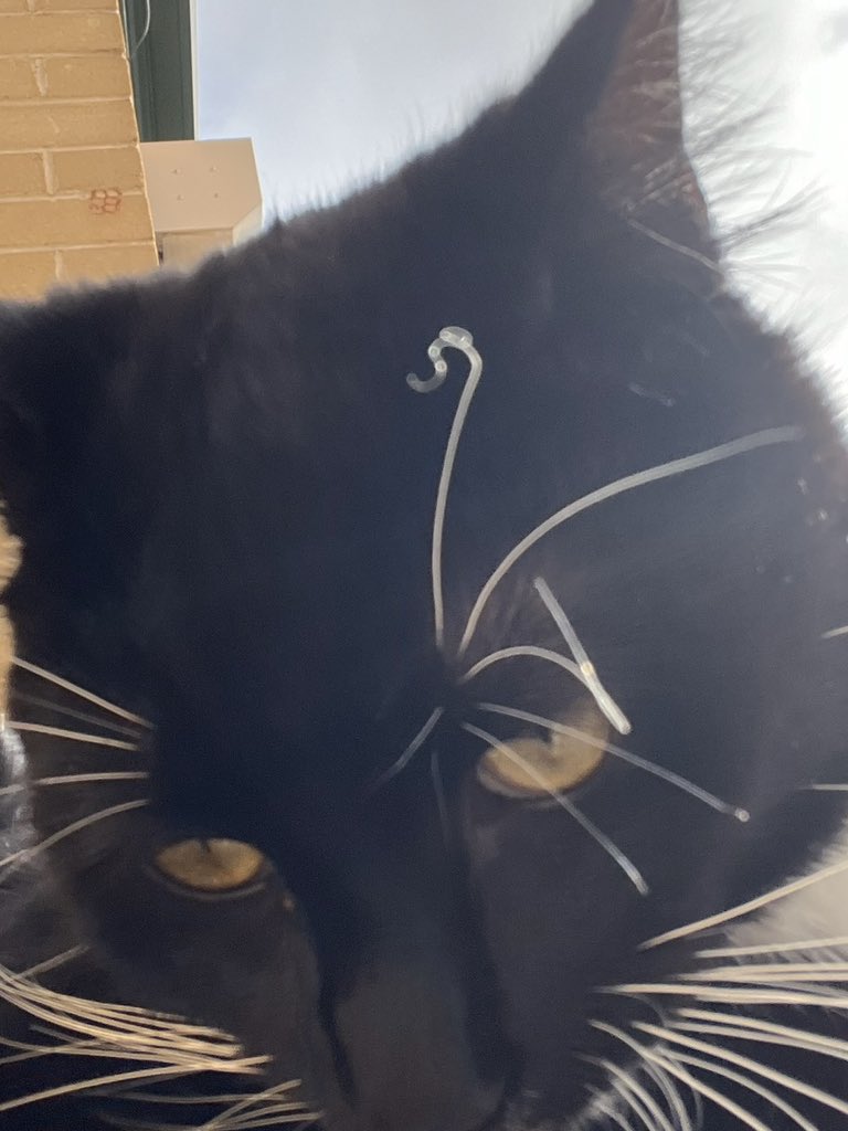 half_straycat's tweet photo. Oreo's eyebrows are curling perfectly today too🌀

#healthindicator #cat #CatLife #HalfStrayCat #WhiteCat #BlackCat #LovelyCat #PawPads #Cattastic #CatOfTheDay https://t.co/0tls8teShN