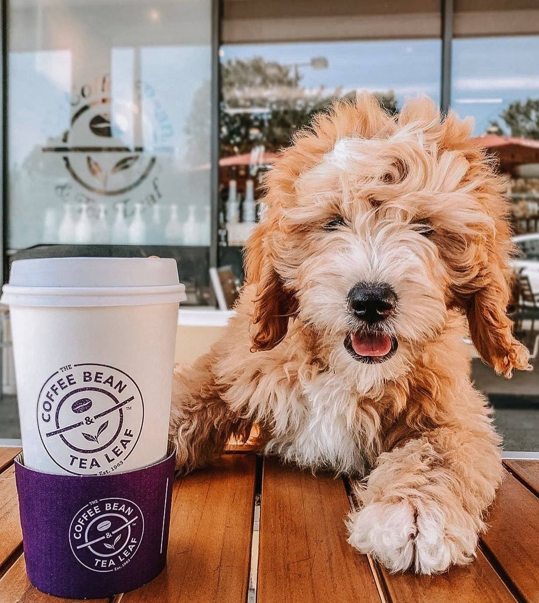 Nothin' like a cup with a side of pup 🐶☕️

📸: @yasssthedog