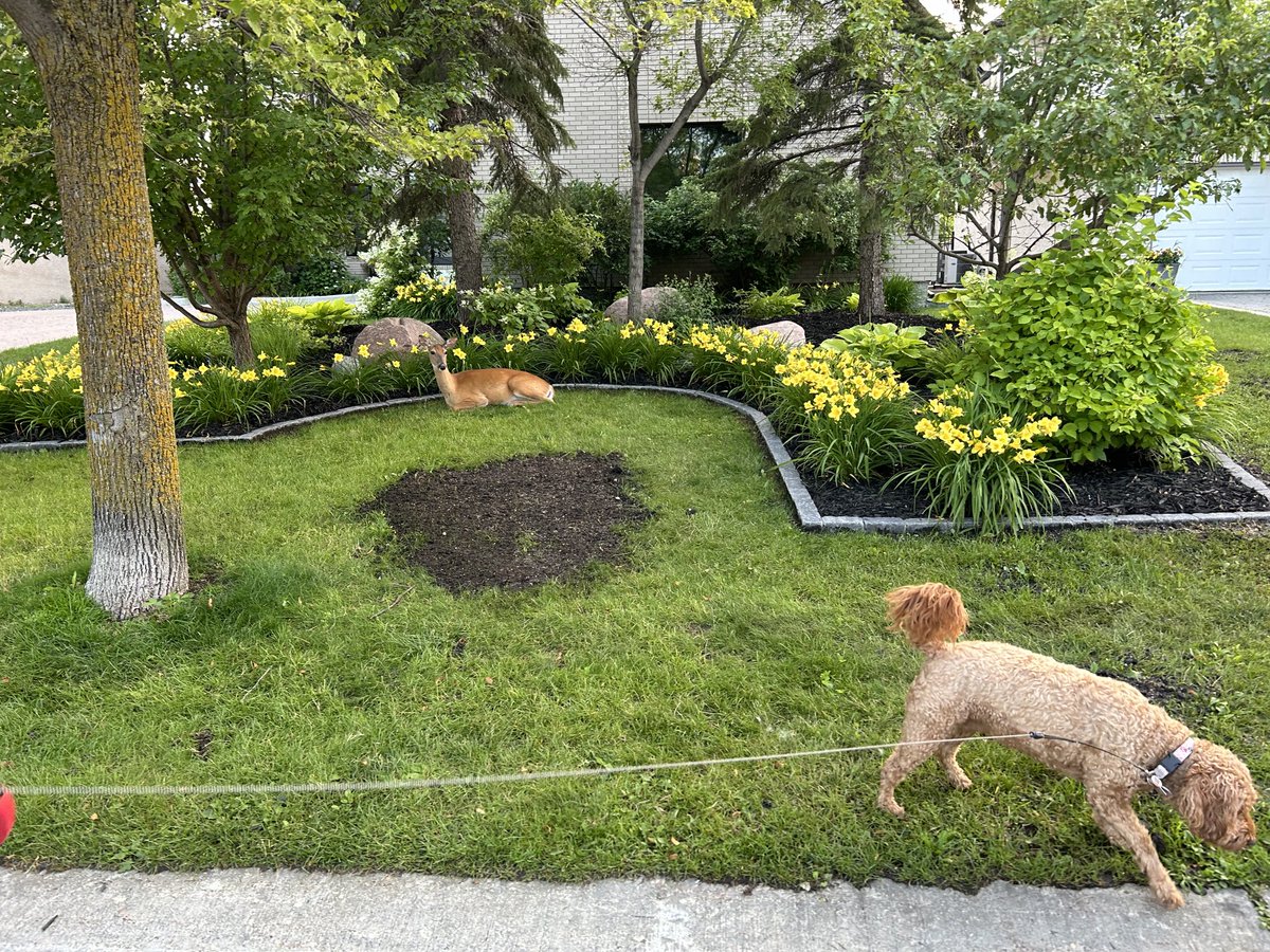 Can you spot the live lawn ornament?? My dog didn’t 😂😂