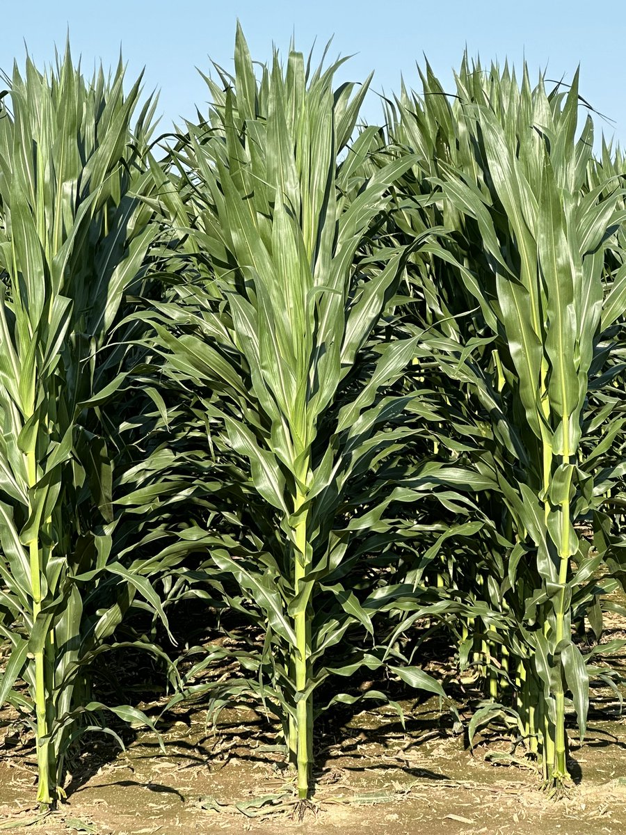Bkitch1Bodie's tweet image. Gone for a couple days for mtgs and come back to this. 145# of N applied maybe 5-7# more N left to apply. Corn looking like a million bucks.