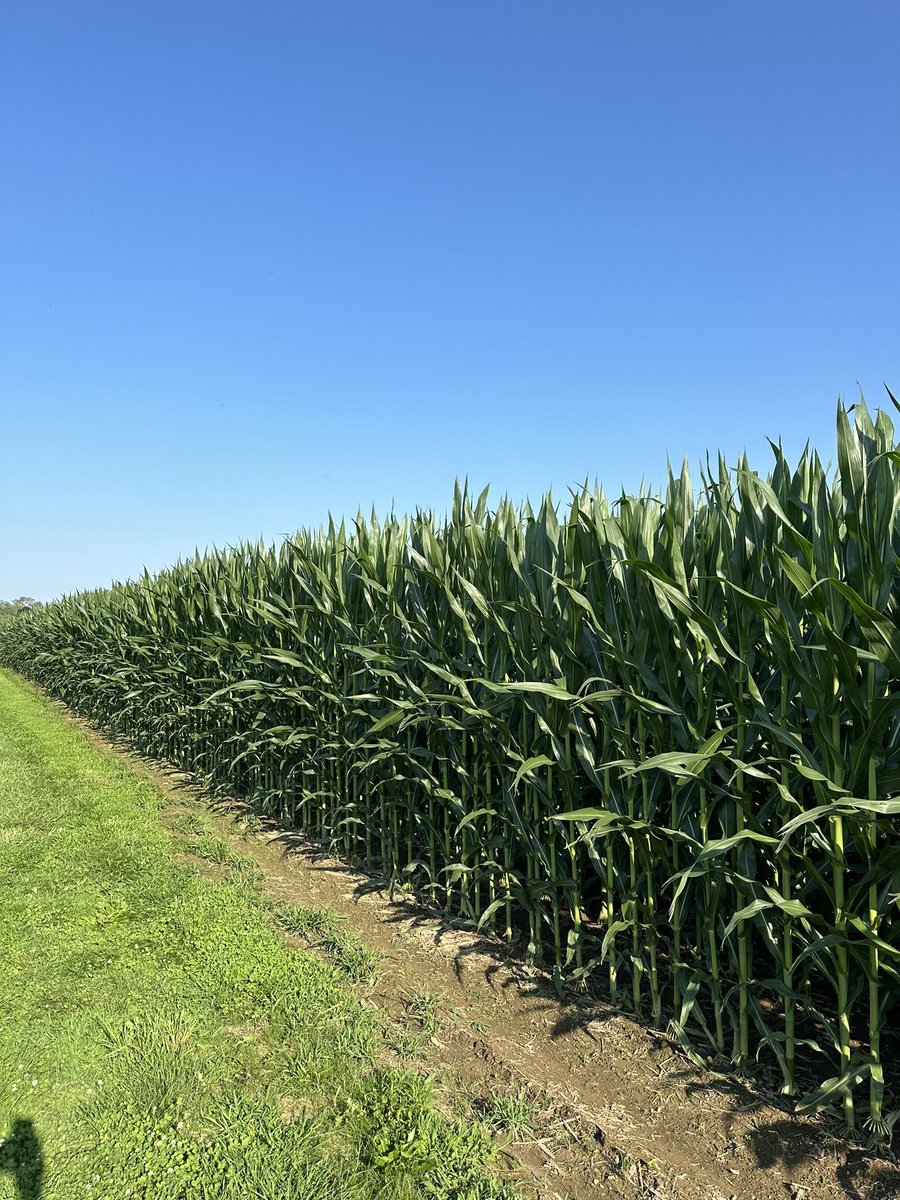 Bkitch1Bodie's tweet image. Gone for a couple days for mtgs and come back to this. 145# of N applied maybe 5-7# more N left to apply. Corn looking like a million bucks.