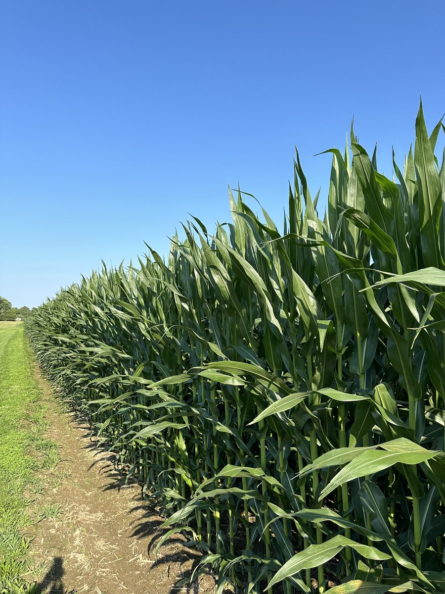 Bkitch1Bodie's tweet image. Gone for a couple days for mtgs and come back to this. 145# of N applied maybe 5-7# more N left to apply. Corn looking like a million bucks.
