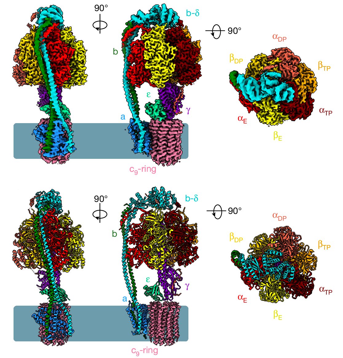 ImmunoPodcast's tweet photo. How does #tuberculosis bind to #bedaquiline, an anti-TB drug?

A team at Guangzhou National Laboratory used #cryoEM to study how human and M. tuberculosis ATP synthase binds to BDQ.

📍 @Nature: https://t.co/HNc31yY81y
🎙️: https://t.co/59GznqJcxd https://t.co/bdfrQl5Yuw