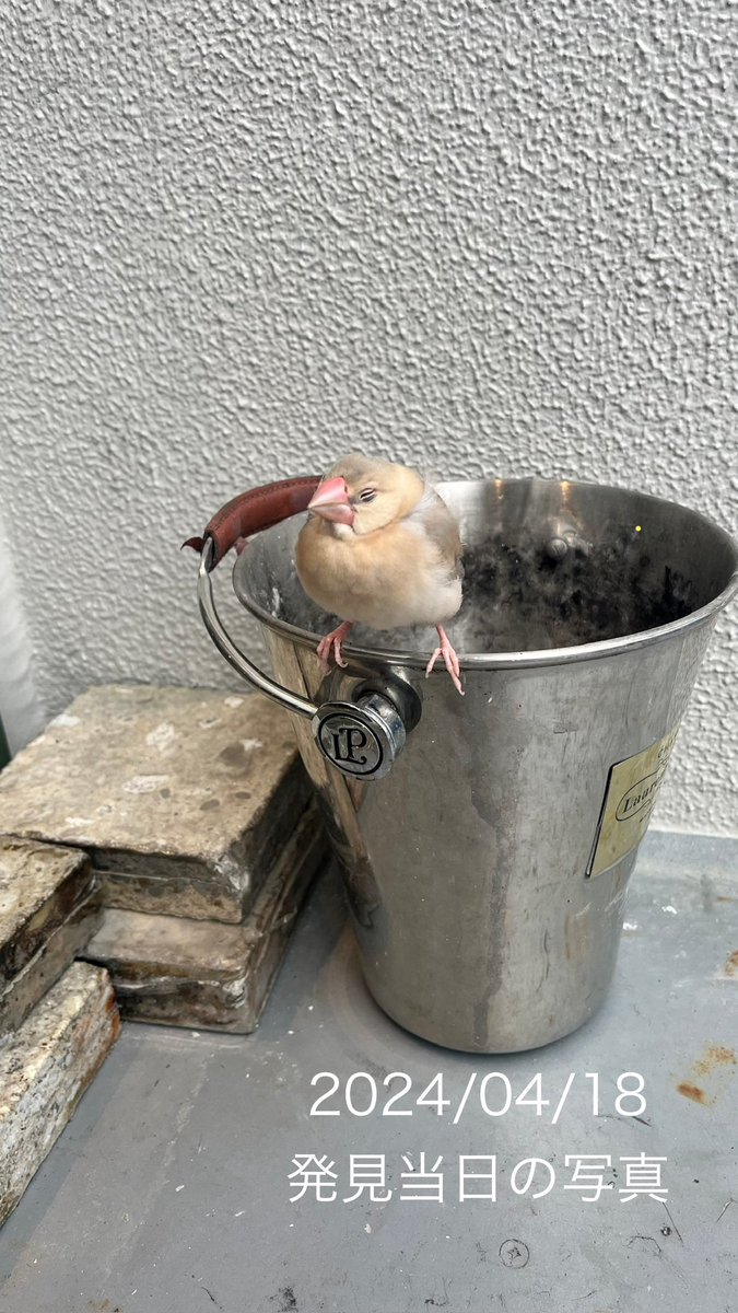 ぶんちん🐥 tweet media
