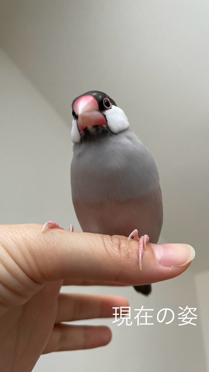 ぶんちん🐥 tweet media