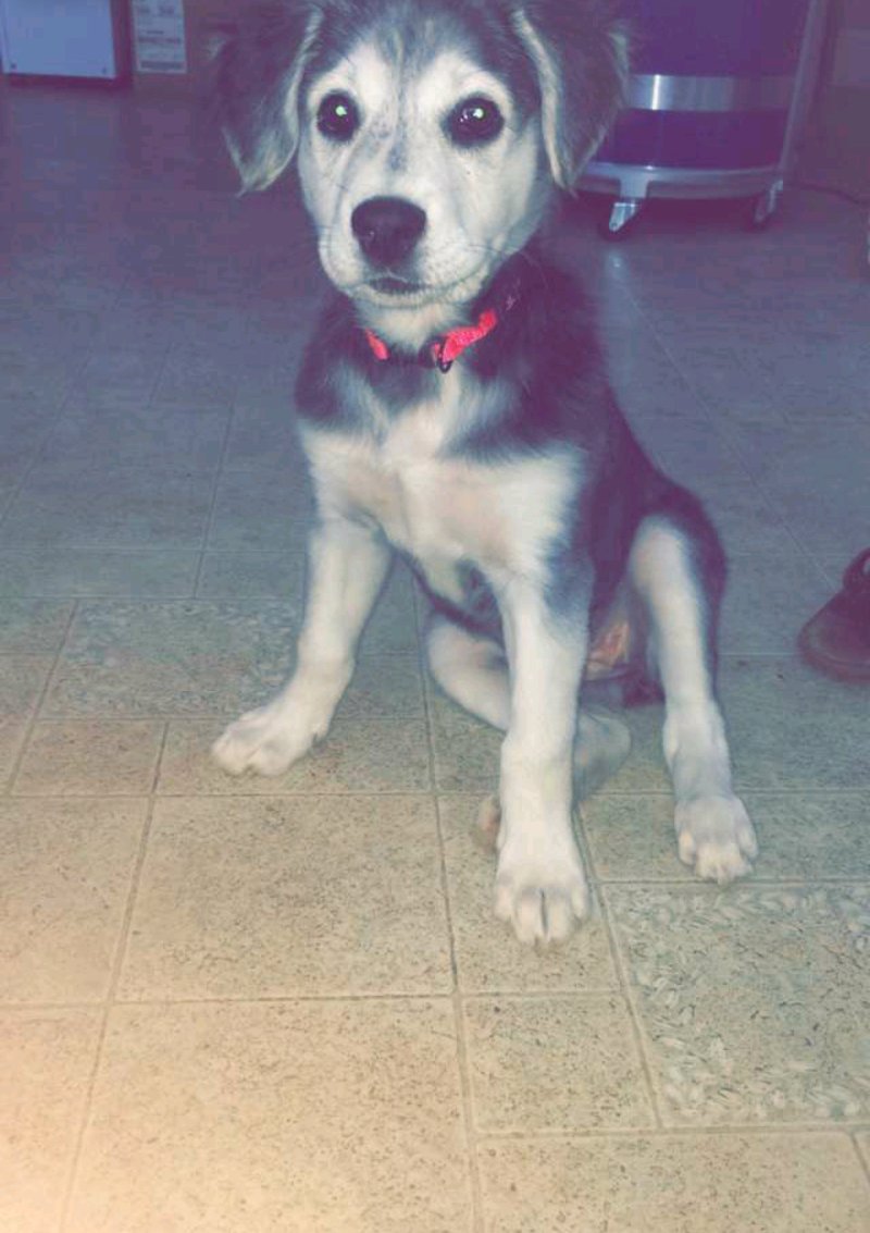 Tytempts's tweet photo. Newest member of the Family. ✨️ https://t.co/7W2nkESE08