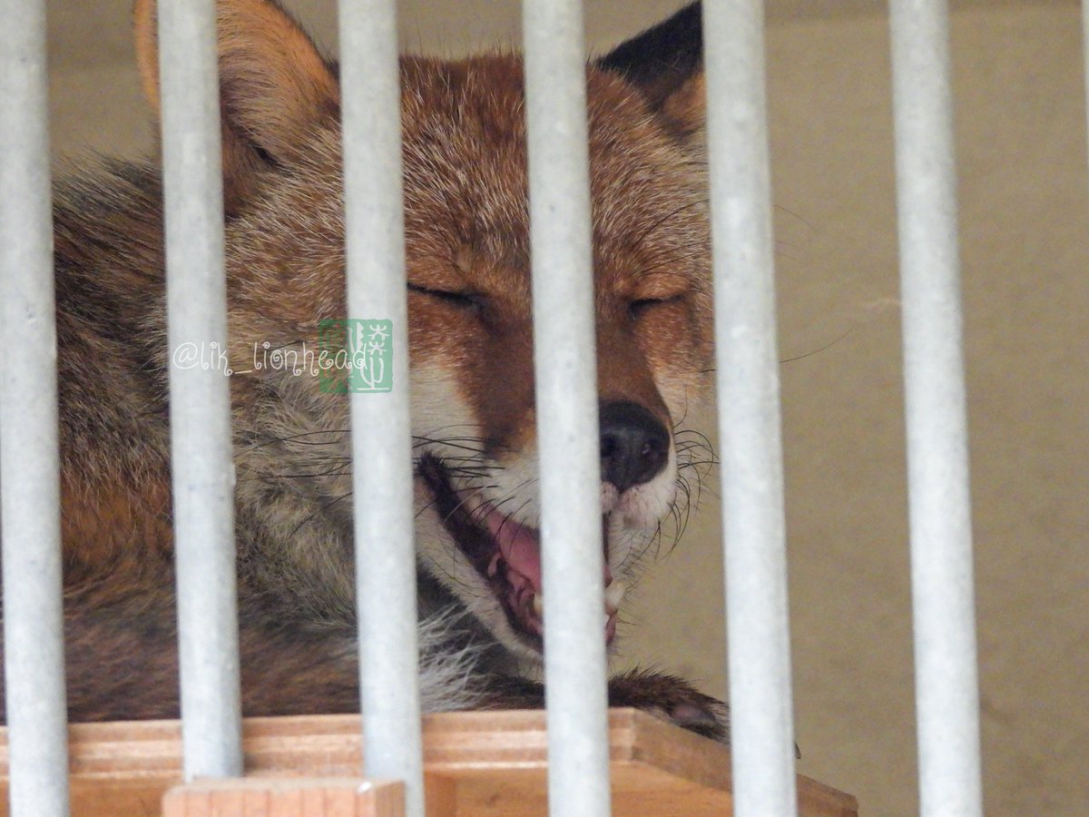lik_nasua_nasua's tweet photo. #モフ曜日 #もふ曜日 #モフようび
皆さんの表情から、かなりの暑さが伝わります…
#大牟田市動物園
#ホンドギツネ #わらび♂
#ライオン #あさひ♂
#ハクビシン #ハッチ♂
#JapaneseRedFox #Lion #MaskedMusang https://t.co/FX00zsOEf1