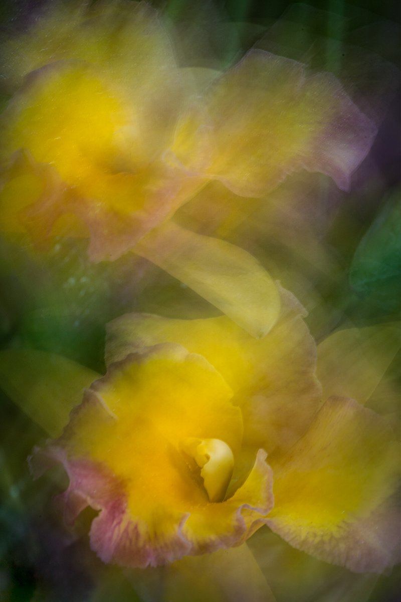 dougbraz1's tweet photo. A standard pic and an artsy version of the same flower.
Wonder which one you prefer.. https://t.co/VFqFdanG21