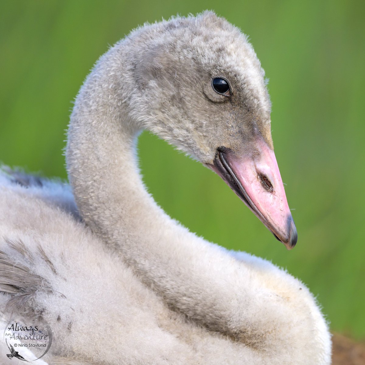 And this is one of the Cygnets by the adult Trumpeter Swan - pervious photo. Not an ugly duckling this one, no. #trumpeterswan #cygnet #ontario #ontariocanada #bird #birdwatching #birding #birdphotography #vortexbirding #vortexcanada #birdwatchingphotography #VortexCanadaBirding