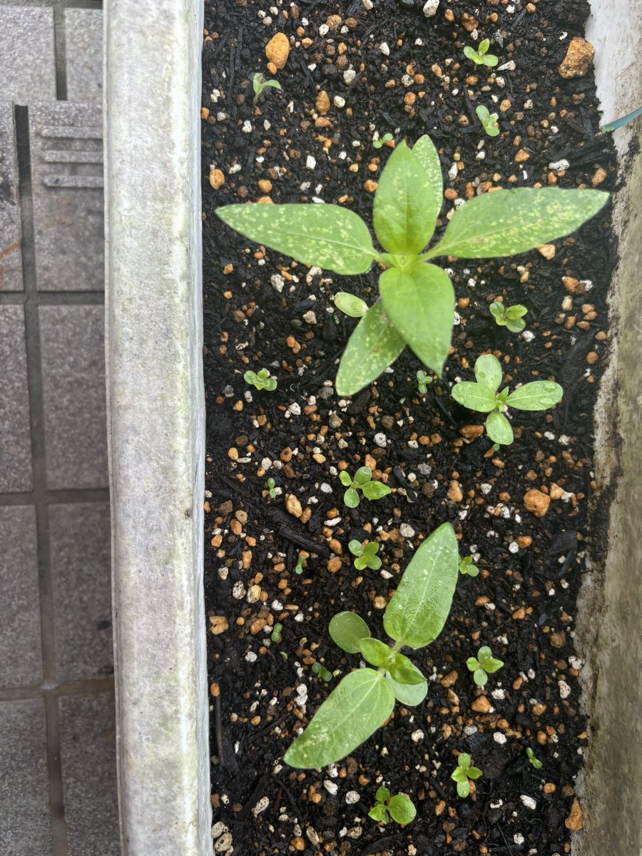 asagi_bd's tweet photo. 植え替え時からはなんとか息を吹き返したし、ヤケクソで蒔いた残りの種も芽吹いては来たけど、葉っぱに斑点出来る……調べたらカビ？虫？とかその辺ぽい気がする🤔
薬剤は撒いてみたけど、カビだった場合は……うん…… https://t.co/d9y2PVUiuh