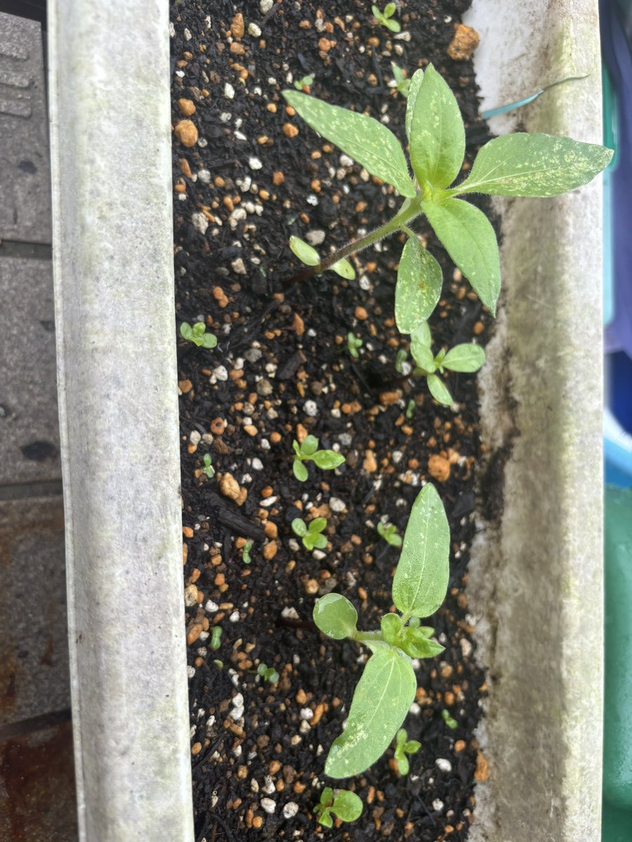 asagi_bd's tweet photo. 植え替え時からはなんとか息を吹き返したし、ヤケクソで蒔いた残りの種も芽吹いては来たけど、葉っぱに斑点出来る……調べたらカビ？虫？とかその辺ぽい気がする🤔
薬剤は撒いてみたけど、カビだった場合は……うん…… https://t.co/d9y2PVUiuh