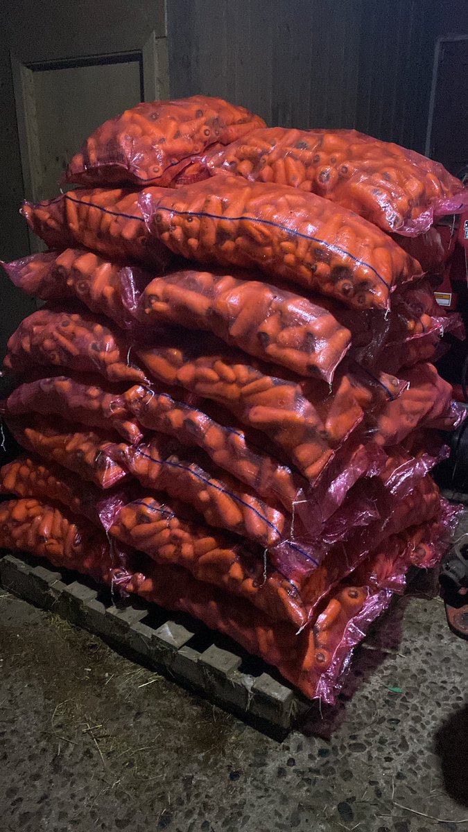 FelipeOportusR's tweet photo. Venta sacos de zanahoria ! 20-25kg 
Reparto incluso Arauco y aldedores 
Para consumo o forraje recién ensacadas!
$5.500 cada saco . 

+569 97880137 https://t.co/xEUm2KUjhE