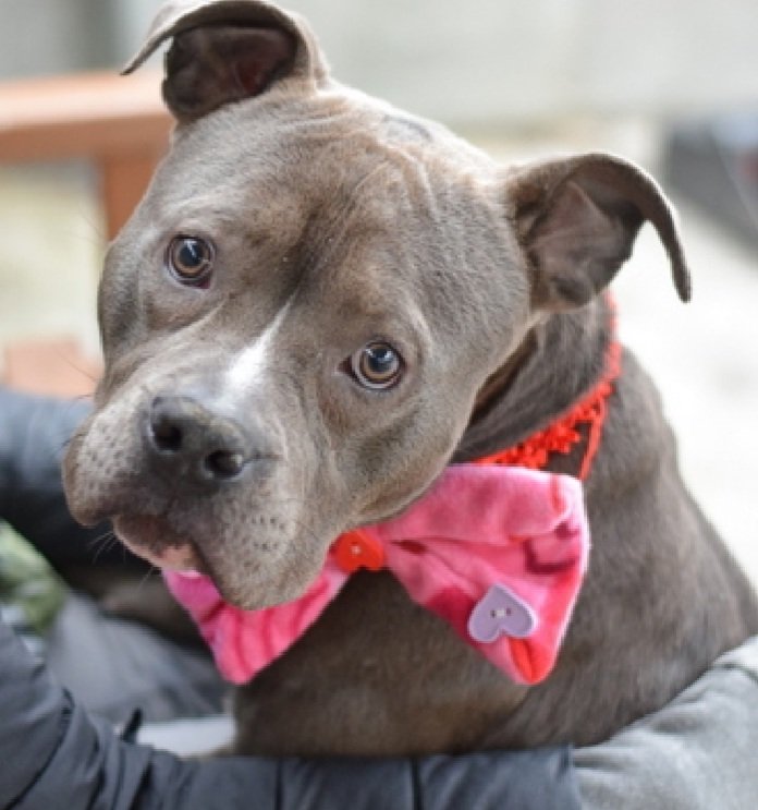 TAV4NYCACCDogs's tweet photo. Biggie 191342 1 yr old Male
#PriorityList #NYCACC
Needs all adult home
Crate trained, knows cues, loves baths
Affectionate, playful
Resource guarding issues
Please give Biggie a chance! https://t.co/ZultiNFG3f