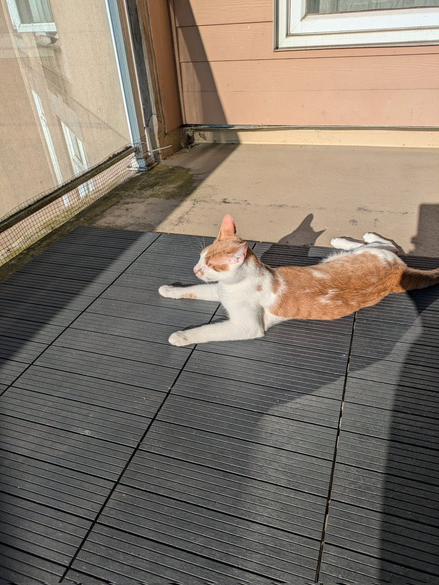 PatrickOneEye's tweet photo. Sunning! For about 10 minutes then the humidity got to me, back to the AC https://t.co/v61CAjRsDd