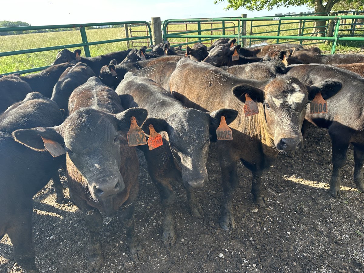 Creep feeding provides supplemental nutrients to calves while they are nursing. The additional feed can help support the growth and development of calves. Find out more using the link below!
ndsu.edu/agriculture/ag…