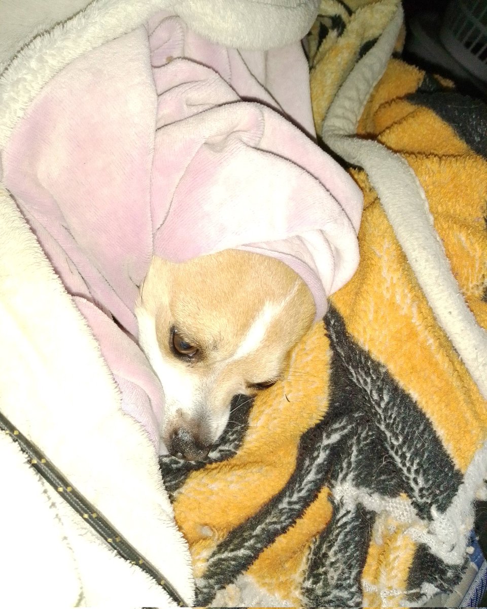 Jones16Rose's tweet photo. It's day 13 of Lenny's surgery. He has finally had his cone off for a bout 4 days now and hasn't touched his stitches much. We should be able to take the external ones out tomorrow and the internal ones will hopefully dissolve in 3 months. I'm so proud of my boy. https://t.co/50l7rEaDMw