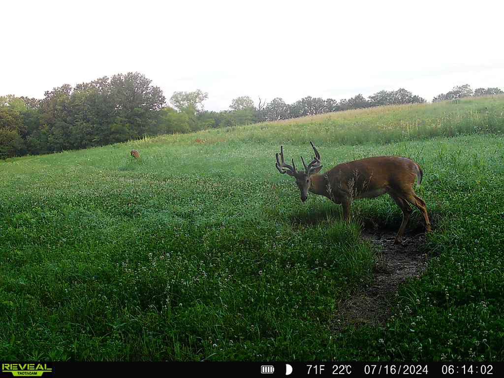 cppottier's tweet photo. Always love this time of year when you can start getting some velvet inventory. A couple boys of fall coming along nicely! https://t.co/HMGh1pT6QS