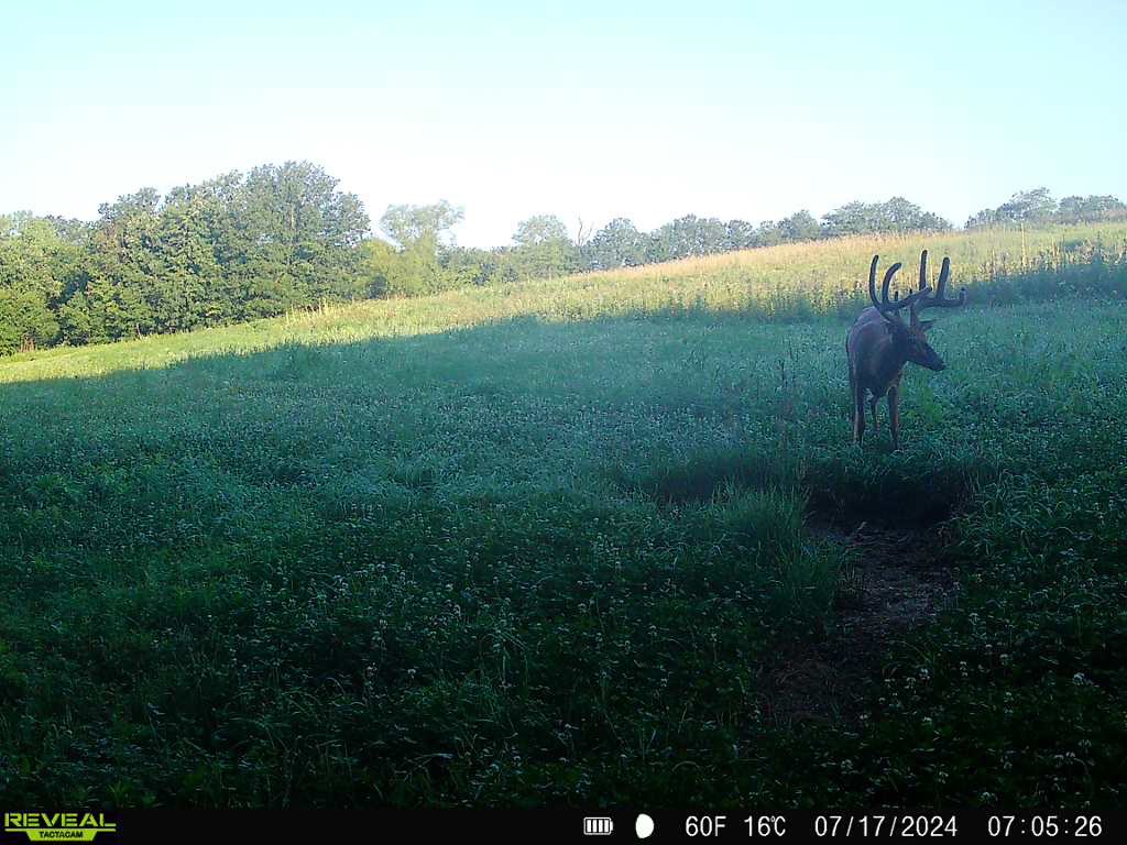 cppottier's tweet photo. Always love this time of year when you can start getting some velvet inventory. A couple boys of fall coming along nicely! https://t.co/HMGh1pT6QS