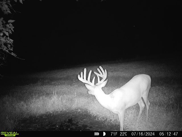 cppottier's tweet photo. Always love this time of year when you can start getting some velvet inventory. A couple boys of fall coming along nicely! https://t.co/HMGh1pT6QS