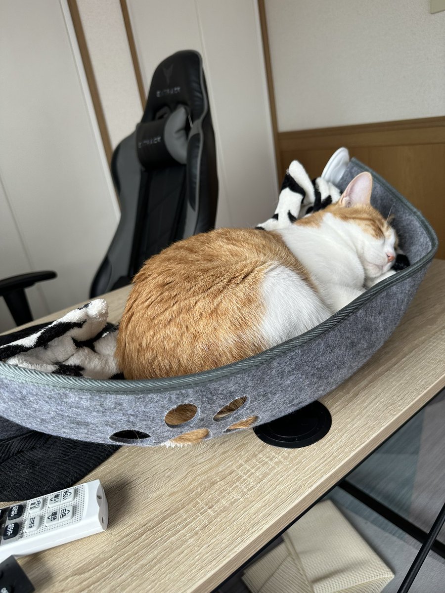 machushama's tweet photo. 窓開けるために外してたんだけど😳？ https://t.co/95y1UMnZgD