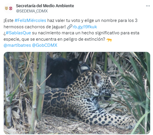 YoAmoaLaCiencia's tweet photo. ¿Qué tal si los nombran como alguno de los animales que han muerto por negligencia durante el gobierno de Sheinbaum-Batres?

¿Qué tal el nombre de Iztac como el leopardo de las nieves que murió por "choque"? 

Pero su seguro superó el millón y medio de pesos.

Los podrían nombrar Mithril o Marqués como los linces que dejaron morir por falta de medicamentos.

Que le pongan el nombre de Chacho como la jirafa que sufrió una lesión severa en su cuello y la dejaron morir.

Tleyot, el águila real a la que no le atendieron una infección.

Pueden usar los nombres de Totopilatzin, Tencoztic, Tlahuilli o Xiutalli porque se les han muerto tantos ajolotes que ya ni se molestan en nombrarlos o registrarlos.

Que le pongan el nombre de Toto porque se le negó la oportunidad de ir a un santuario y todos los responsables del sufrimiento de ese orangután están impunes.

Bianca, como la  hipopótamo que no trataron de cáncer y a la que Sheinbaum le negó el traslado a un santuario.

Como a Ely.

La mayoría de los animales en los zoológicos capitalinos no tienen nombre y son reemplazados, principalmente las aves y los reptiles que no importa cuándo mueran porque traerán otro.

Que le pongan Seje, ya que solo están esperando a que muera.