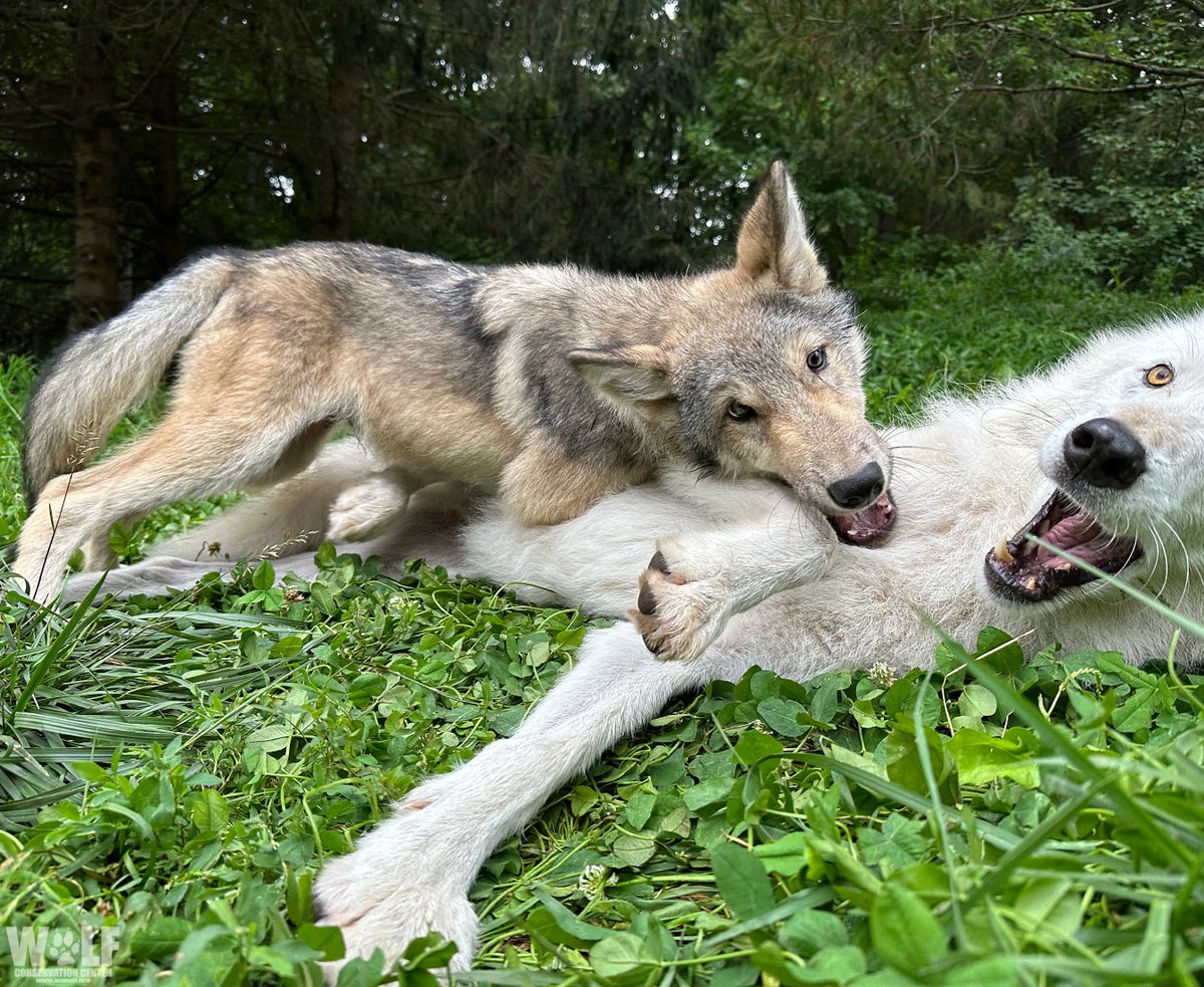 nywolforg's tweet photo. Rise and shine! 😆 https://t.co/c3xoJPwVnH