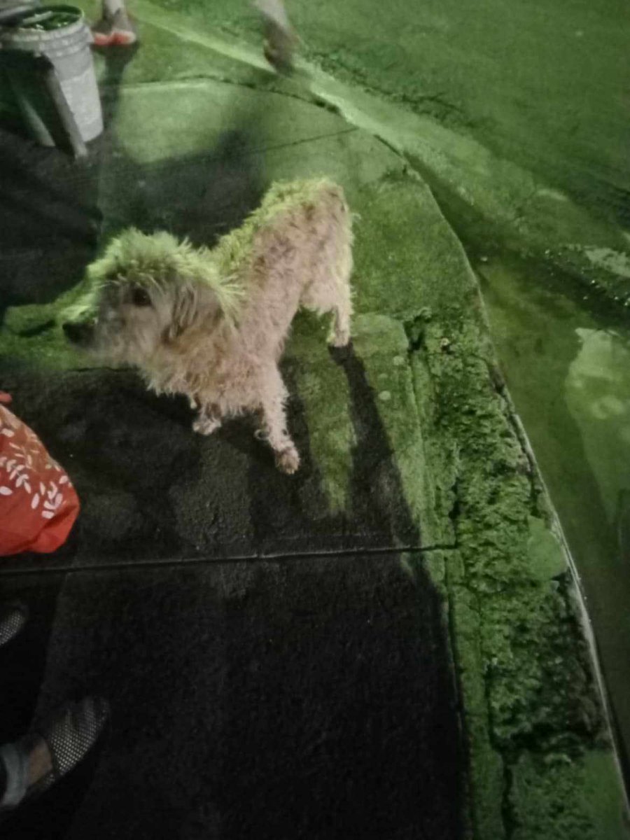 lyssitta's tweet photo. #ServicioSocial 
#ayudaanimal 

"buenas tardes quisiera saber si me pueden ayudar con éste perrito está muy mal de salud dicen que tiene dueño pero lo an echado a la calle se mantiene en la calle principal de las victorias dos para más información 76 46 00 06 ayuda por favor" https://t.co/UM4vWrBQrv