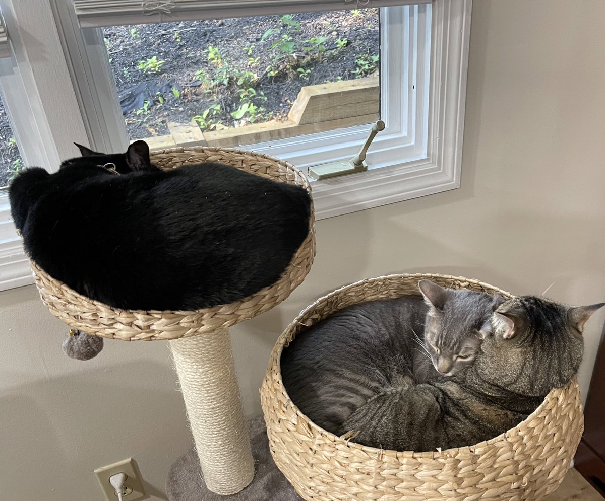 StellifiedHeart's tweet photo. @KuronekoSky1 I hope you feel better soon! 💜 Take lots of naps 🐈‍⬛ https://t.co/L5MPPvNitd