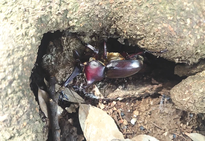 またキノコ探してるカブトムシもなんか普通にいる 
