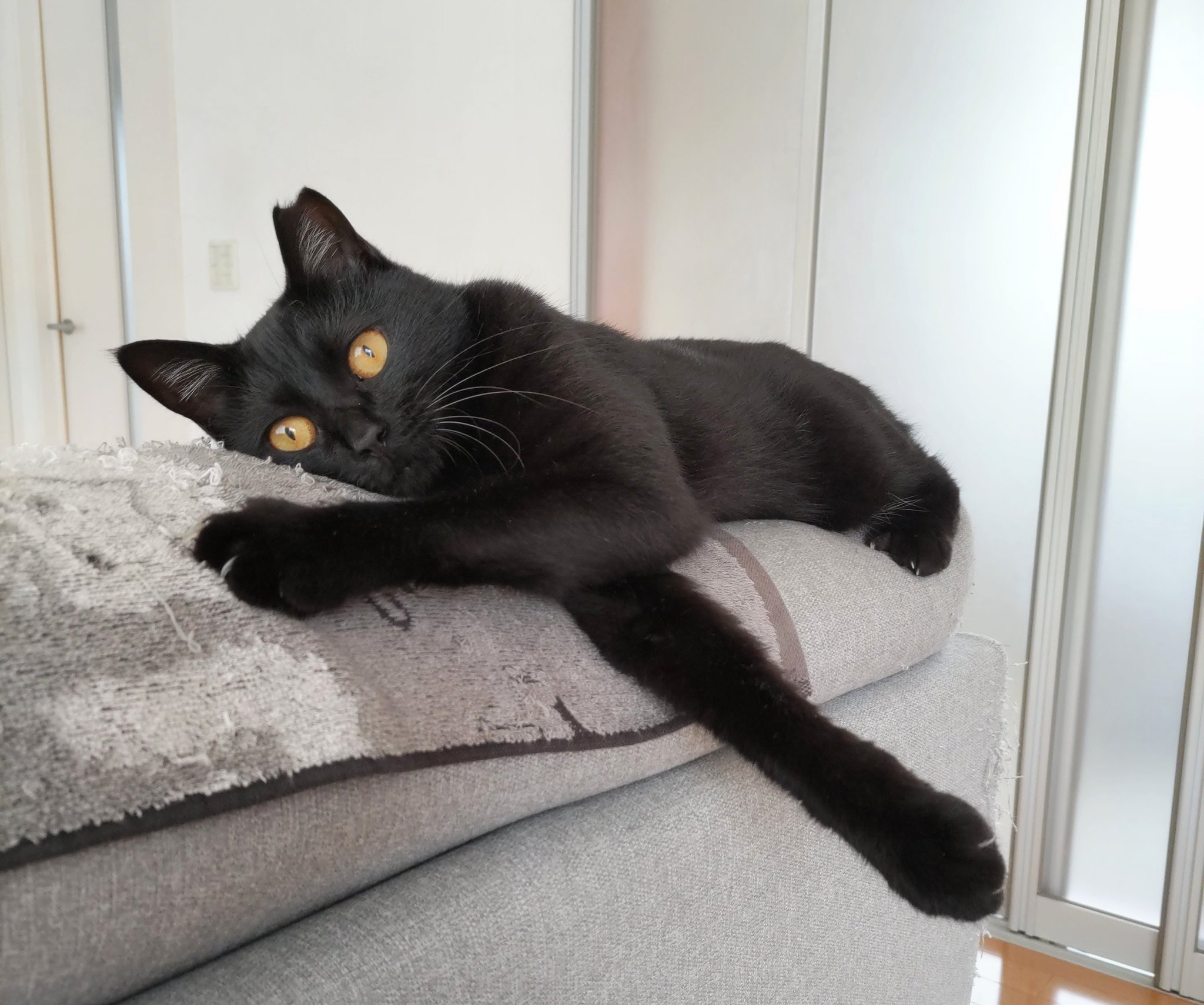 要問い合せ♥️猫好きなあなたへ♥️黒猫　猫　ネコ　パーテーション　スクリーン 黒猫くまこ🐈‍⬛🐾 on X: 