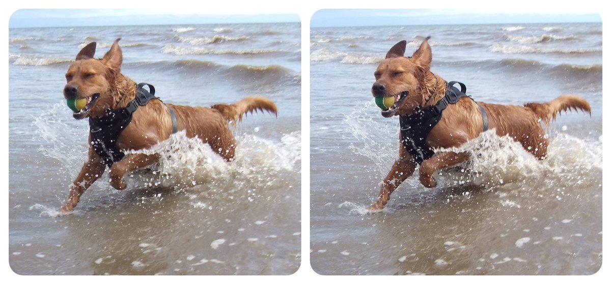 StereoSimian's tweet image. Here’s a #stereoscopic #3D photo of Rando the Wonder Dog playing in the sea with @DoggoPunky, with bonus splashy snaps.