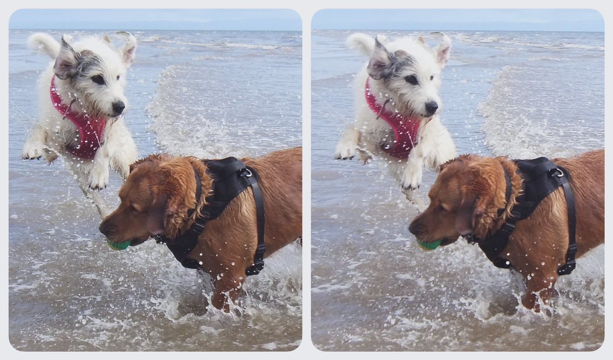 StereoSimian's tweet image. Here’s a #stereoscopic #3D photo of Rando the Wonder Dog playing in the sea with @DoggoPunky, with bonus splashy snaps.
