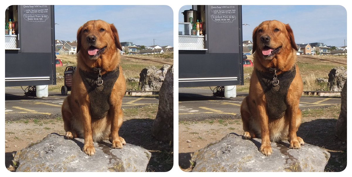 StereoSimian's tweet image. Here’s a #stereoscopic #3D photo of Rando the Wonder Dog playing in the sea with @DoggoPunky, with bonus splashy snaps.