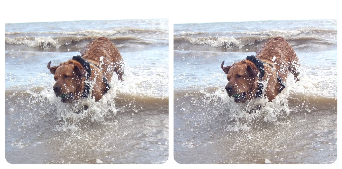 StereoSimian's tweet image. Here’s a #stereoscopic #3D photo of Rando the Wonder Dog playing in the sea with @DoggoPunky, with bonus splashy snaps.