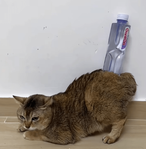 toletole_solana's tweet photo. Stay hydrated hoomans $TOLE https://t.co/ph1M7KDUQk
