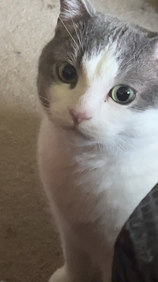 Authornim7's tweet photo. My new chonky baby. Goose https://t.co/SJ1lArf3ro