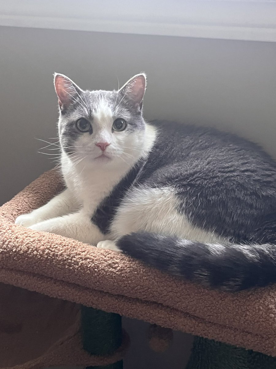 Authornim7's tweet photo. My new chonky baby. Goose https://t.co/SJ1lArf3ro