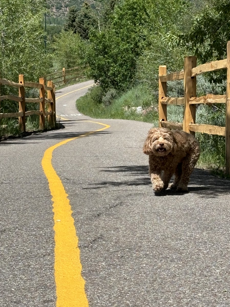 rabbishira's tweet photo. Boaz the Cockapoo is living his best life with us in the Roaring Fork Valley, as I spend the summer as Aspen Jewish Congregation's interim rabbi. How did we get him from DC to CO, you may ask? Did we drive him? Did we register him as a service dog? /1 https://t.co/N9XLN7AoIt