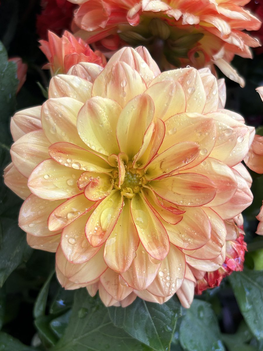 paulinewrites's tweet photo. #afloweraday #justcos https://t.co/zn5xZX26J2