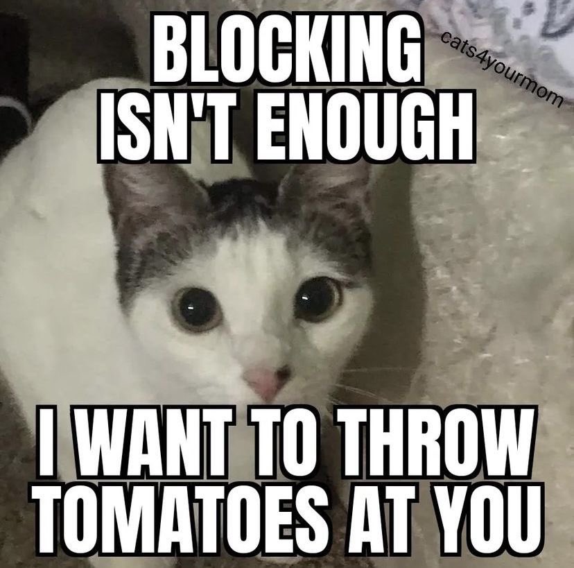 chaotic cats (@chaoticcatpics) on Twitter photo 