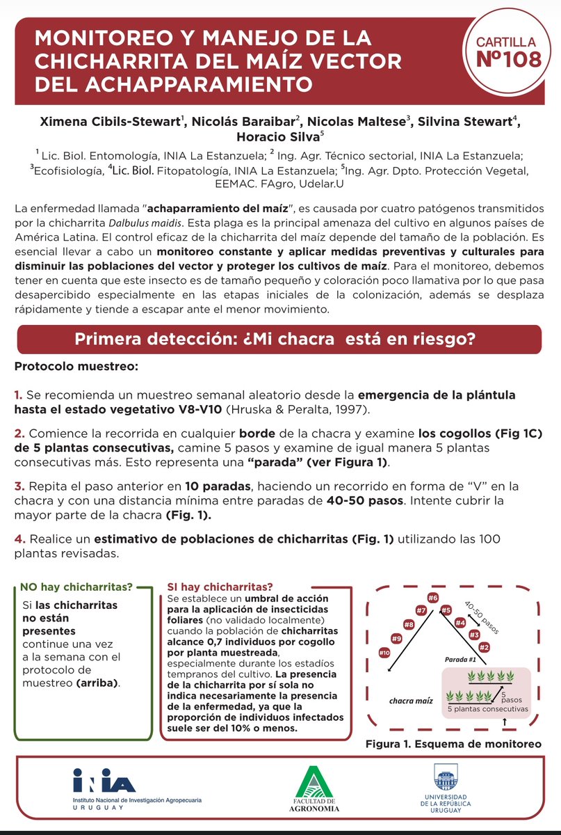Nueva cartilla de INIA referida al monitoreo y control de la chicharrita del maíz, vector del achaparramiento <a href="/BaraibarNicolas/">Nicolás Baráibar Pedersen</a> <a href="/INIA_UY/">INIA URUGUAY</a>
