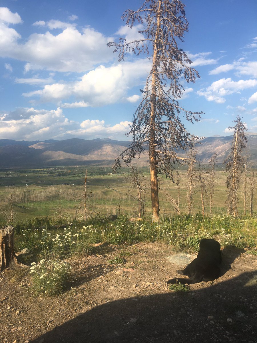 Sirr_Rio's tweet photo. We’re way up in the mountains now. Emmy found a bone and has been laying there licking the marrow out since we got here. https://t.co/KGQa3XGBfs